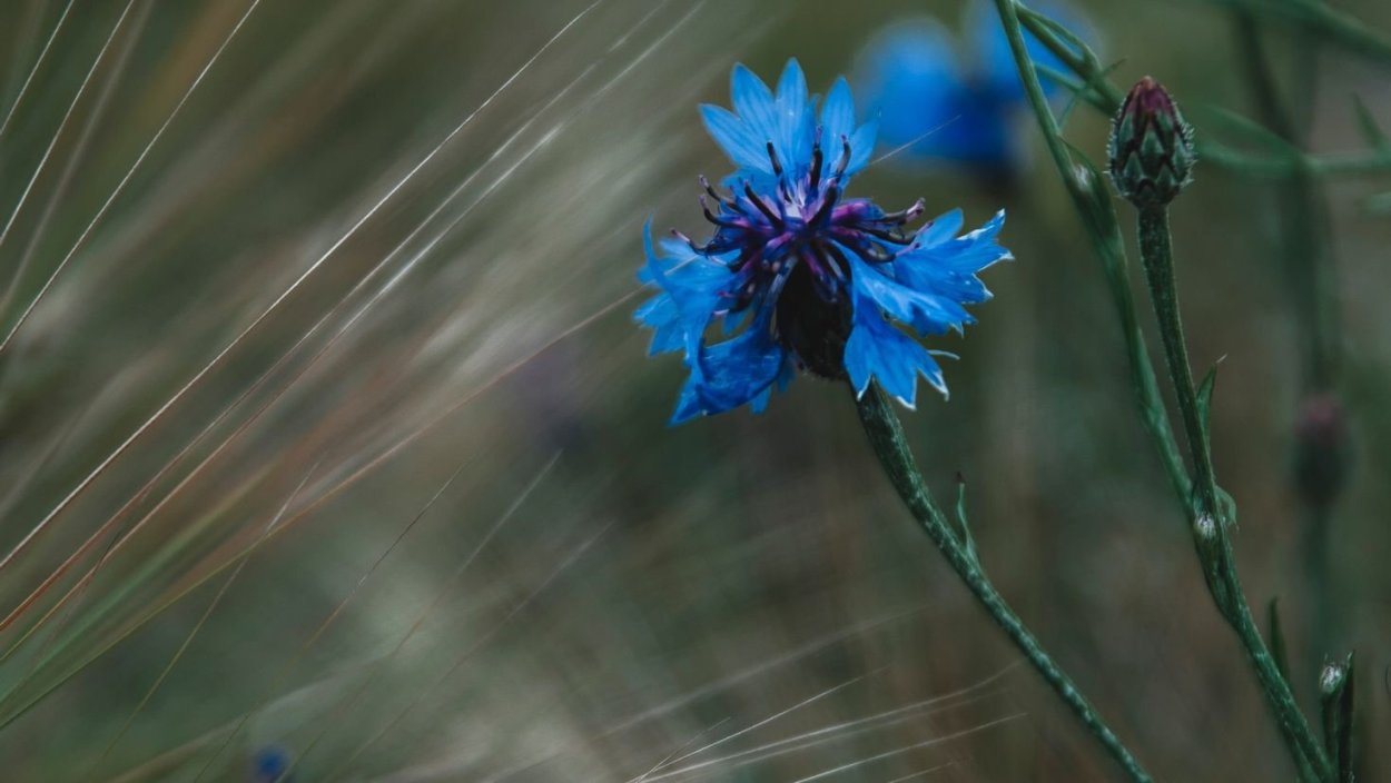 Василек трава