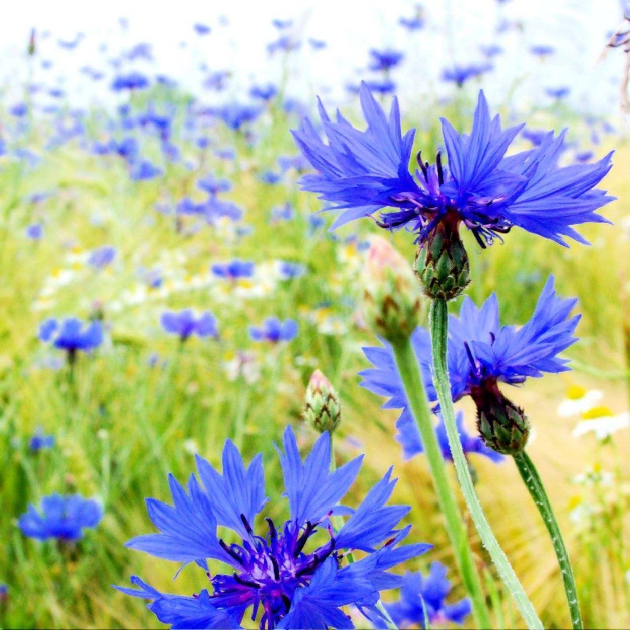 Василек краски лета