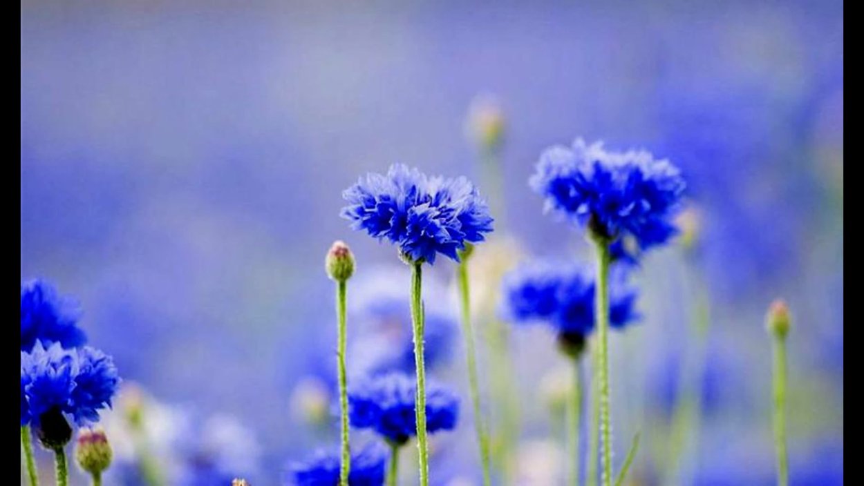 Обои на рабочий стол васильки