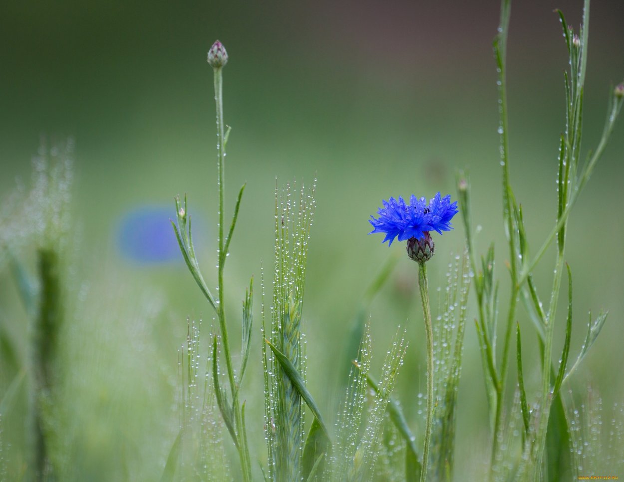 Василек Императорский