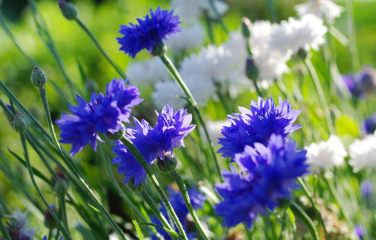 Васильки цветы