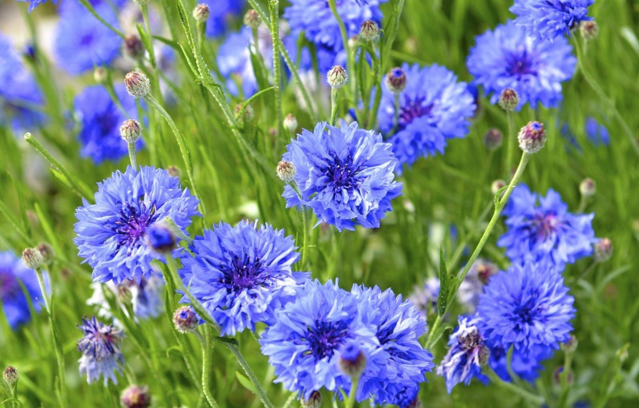 Василек в Белоруссии