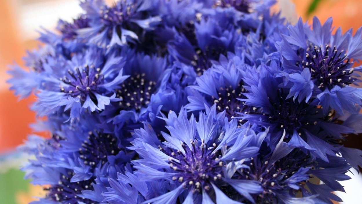 Сухоцветы Василек полевой