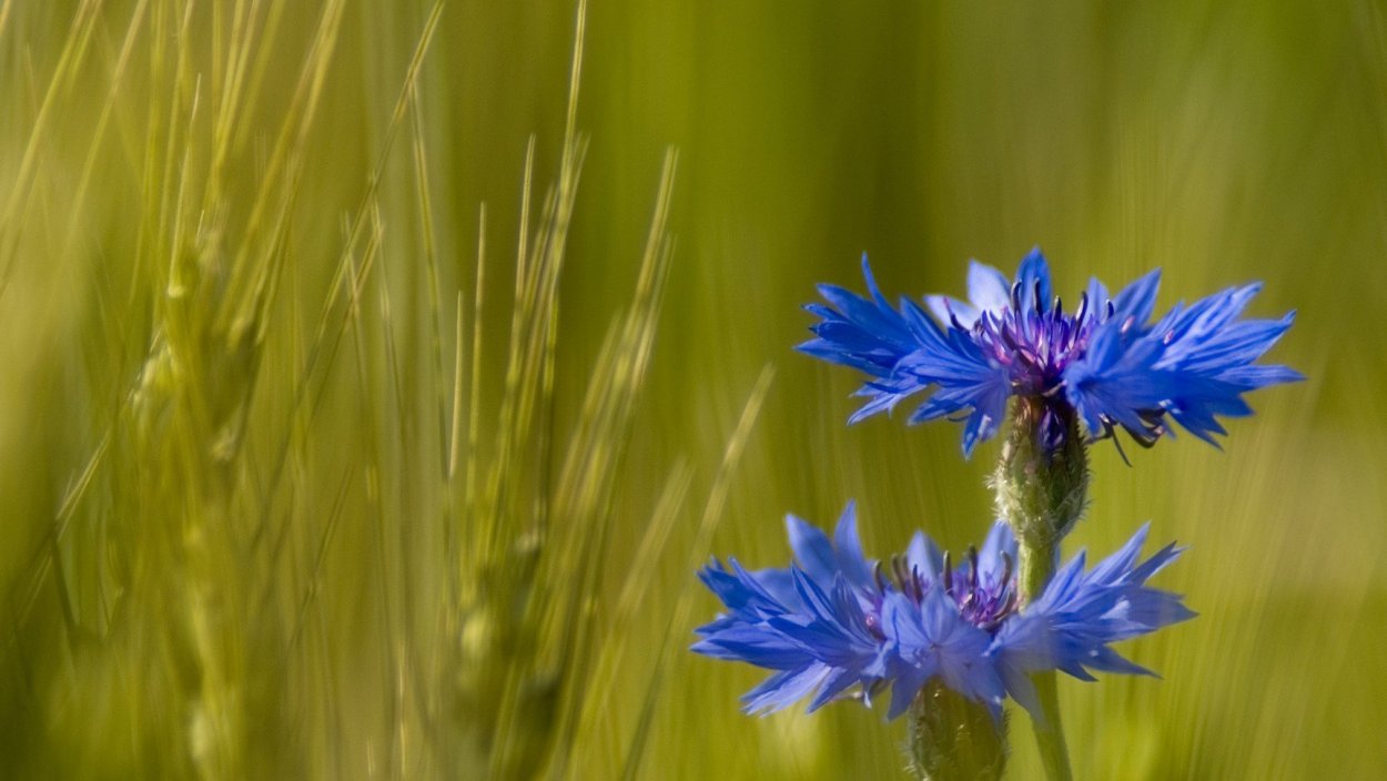 Соцветие василька синего