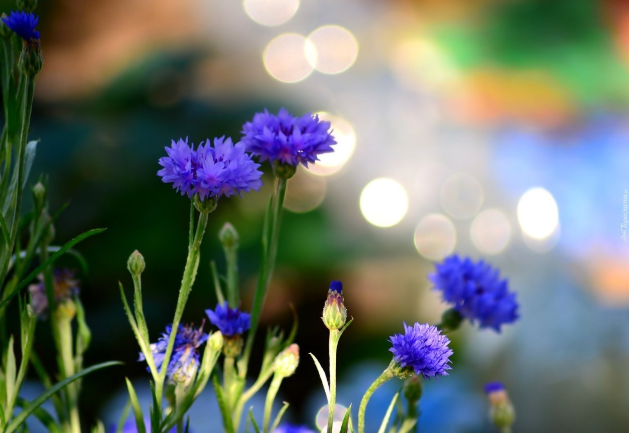 Обои на рабочий стол васильки