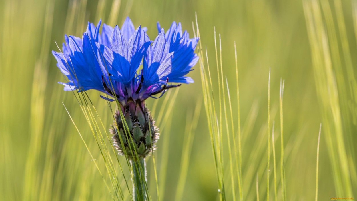 Василек трехжилковый