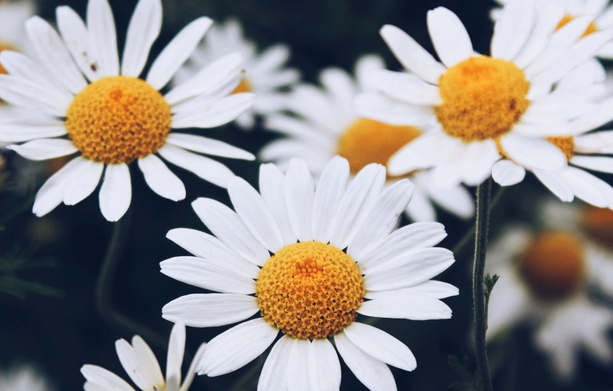 Ромашки обои