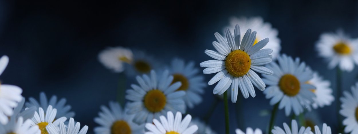 Фон ромашки вертикально