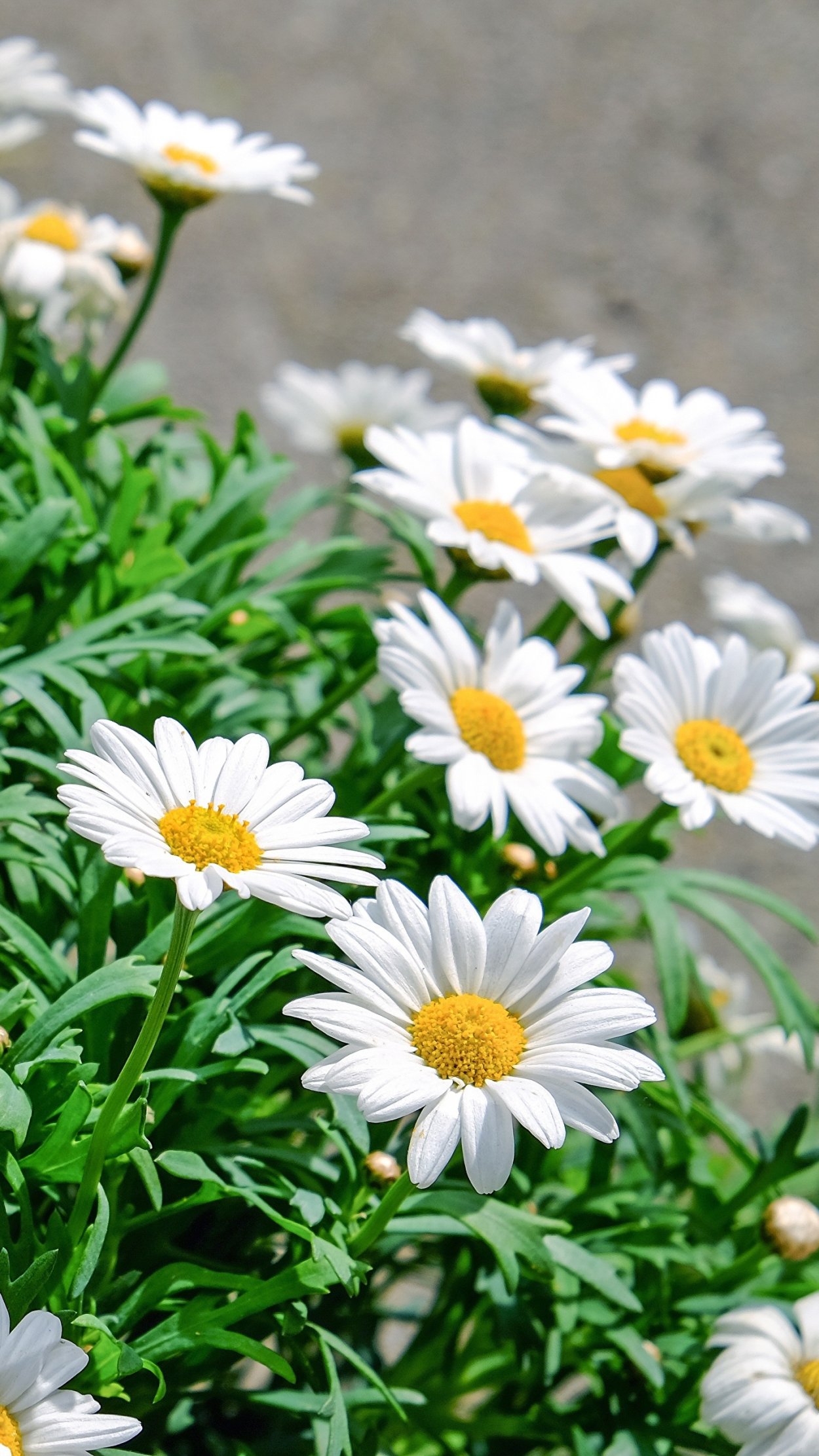 Крупные ромашки