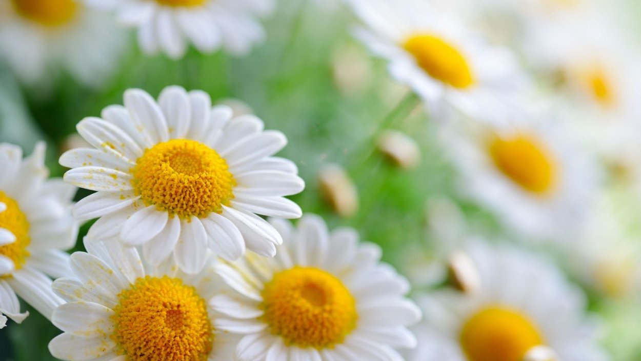 Цветы на рабочий стол