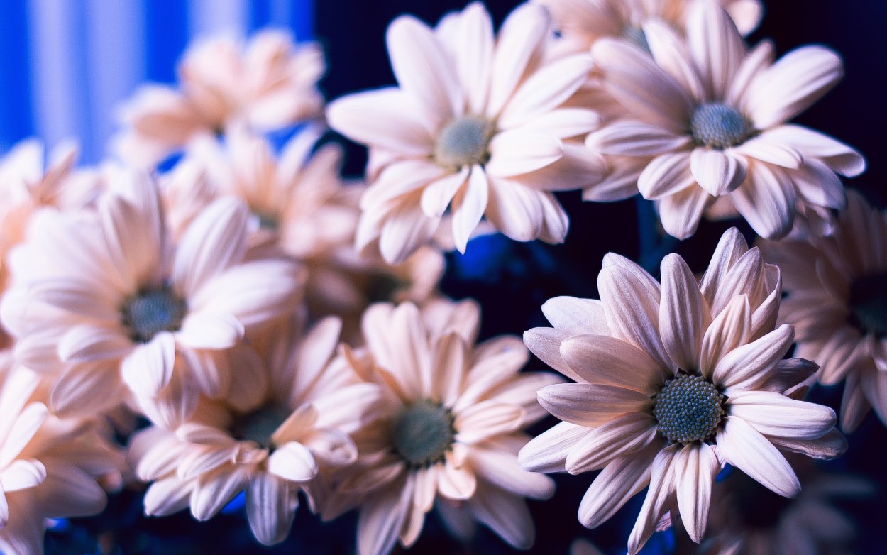 Красивые цветы