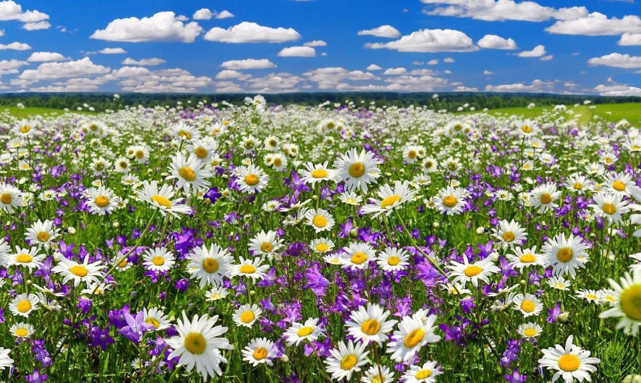 Полевые цветы панорама