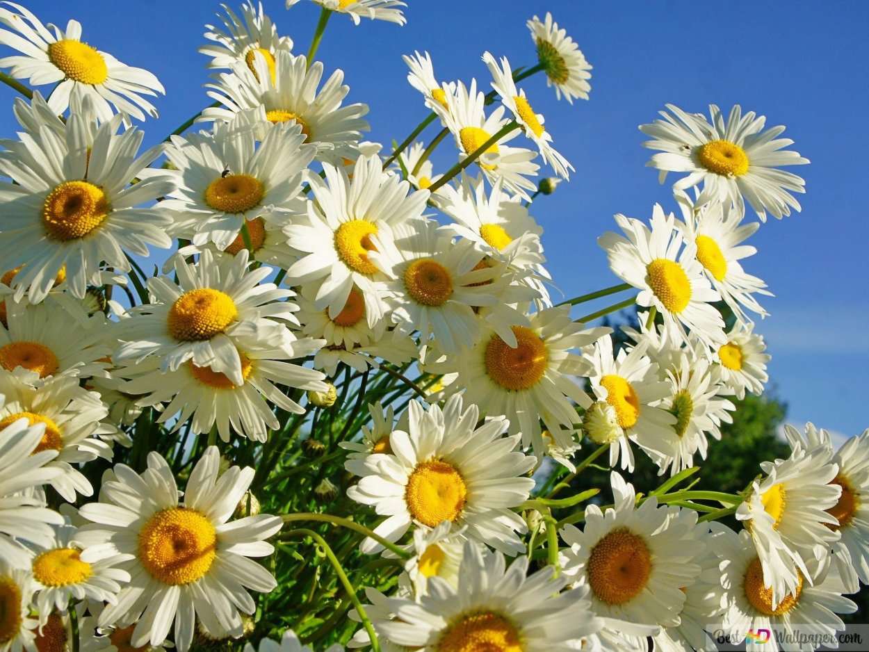 Крупные ромашки