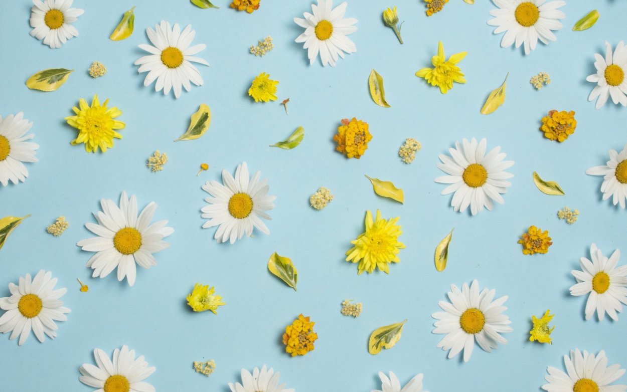 Нежный фон с ромашками