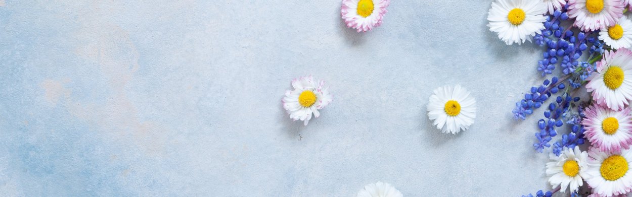 Маргаритки фон