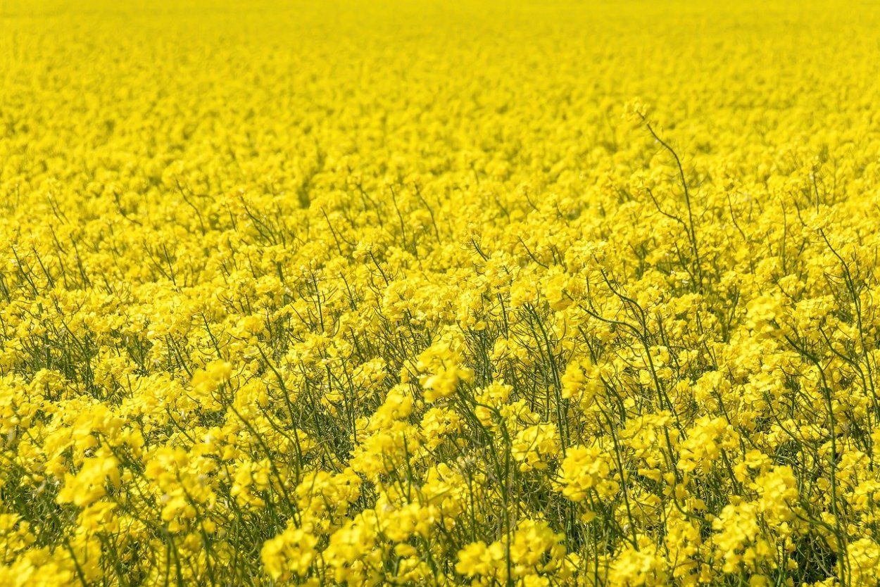 Яровой рапс созревший