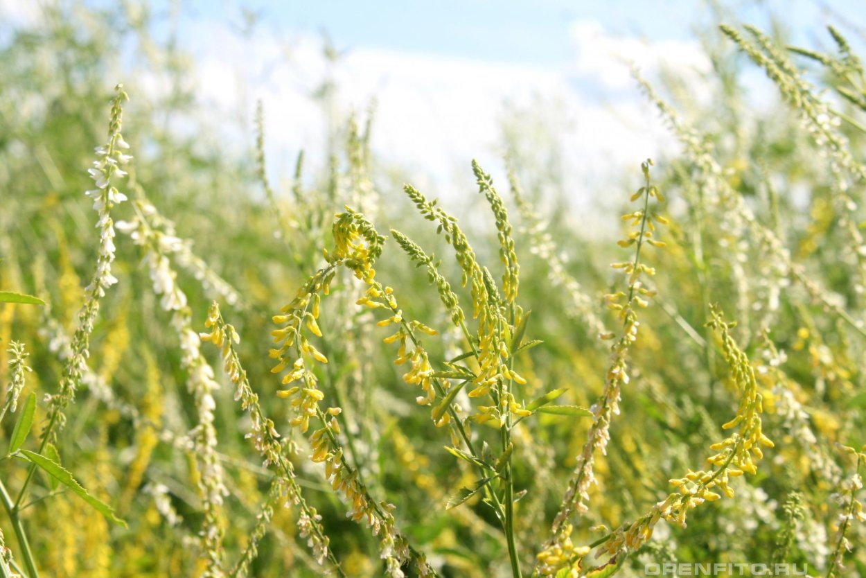 Донник лекарственный