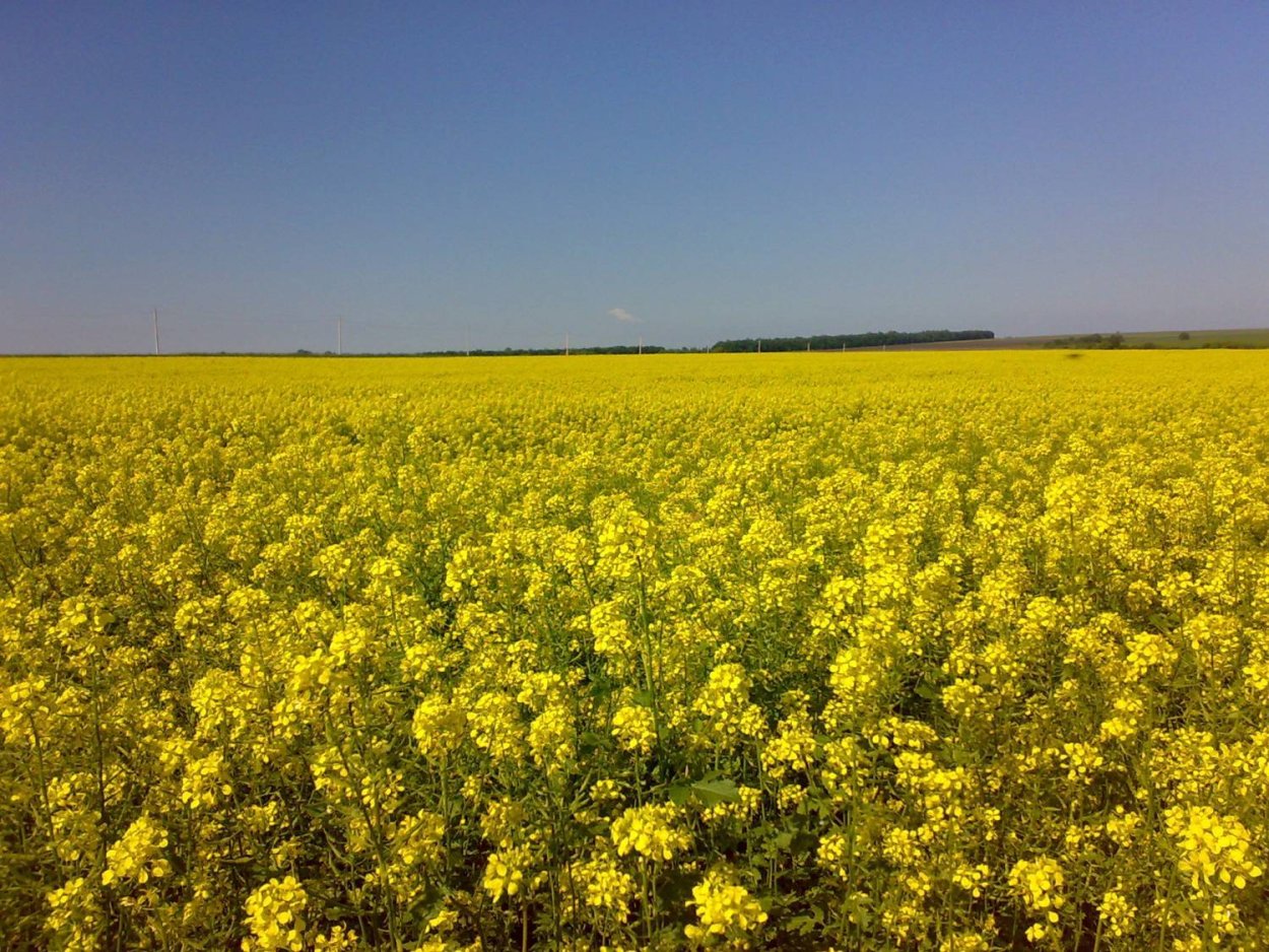 Рапс Яровой сидерат