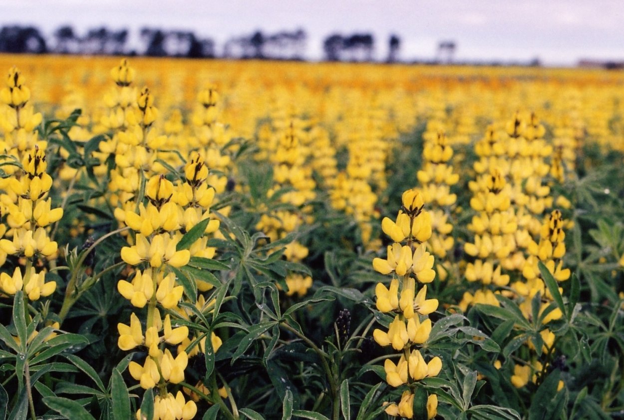 Люпин однолетний узколистный
