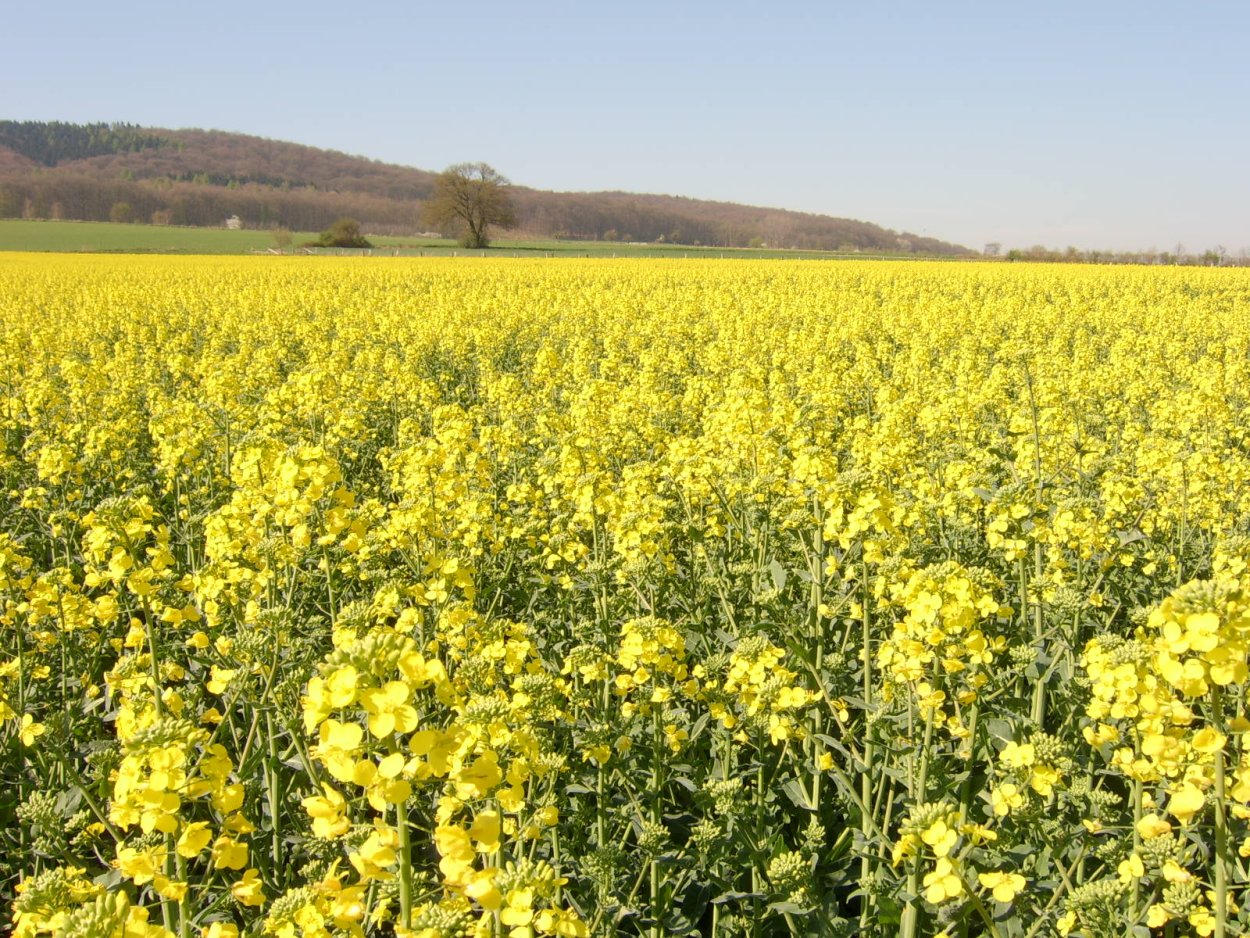 Желтое растение на полях