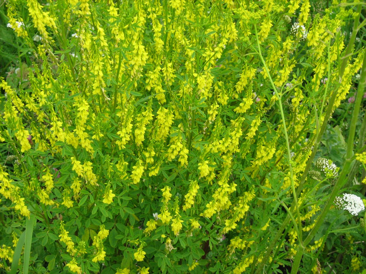 Донник Melilotus officinalis