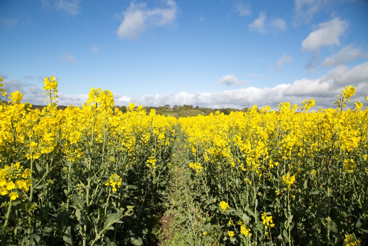 Рапс Луговой