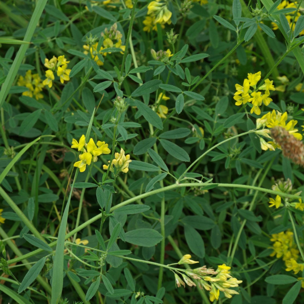 Люцерна хмелевидная