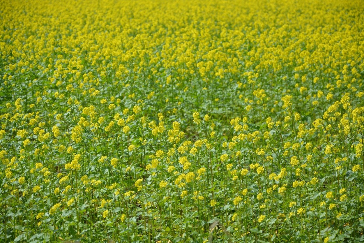 Цветение рапса арт живопись
