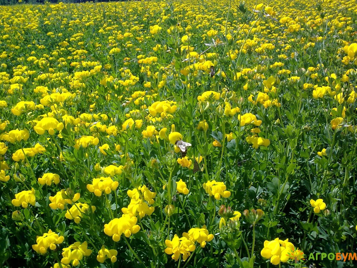 Жёлтая люцерна многолетняя
