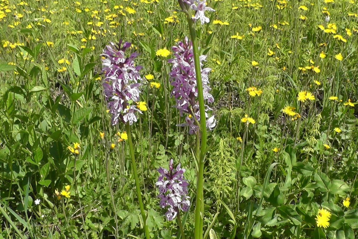 Желтые цветы для скота