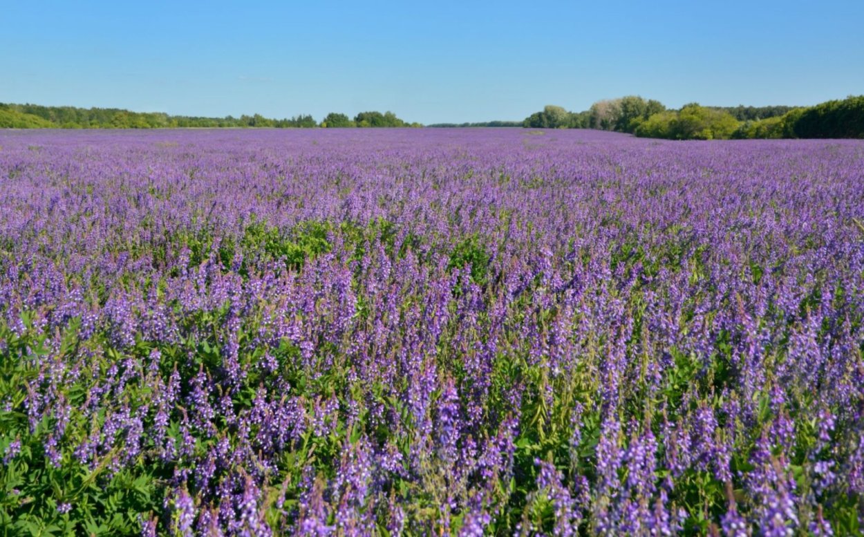 Люцерна синегибридная