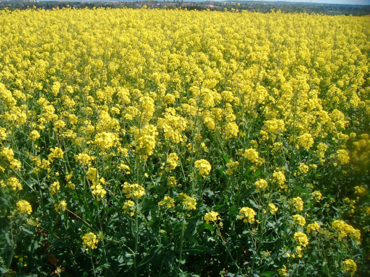 Рапс полевой желтый