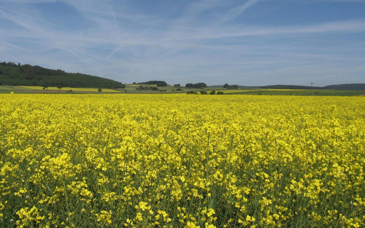 Донник на сено