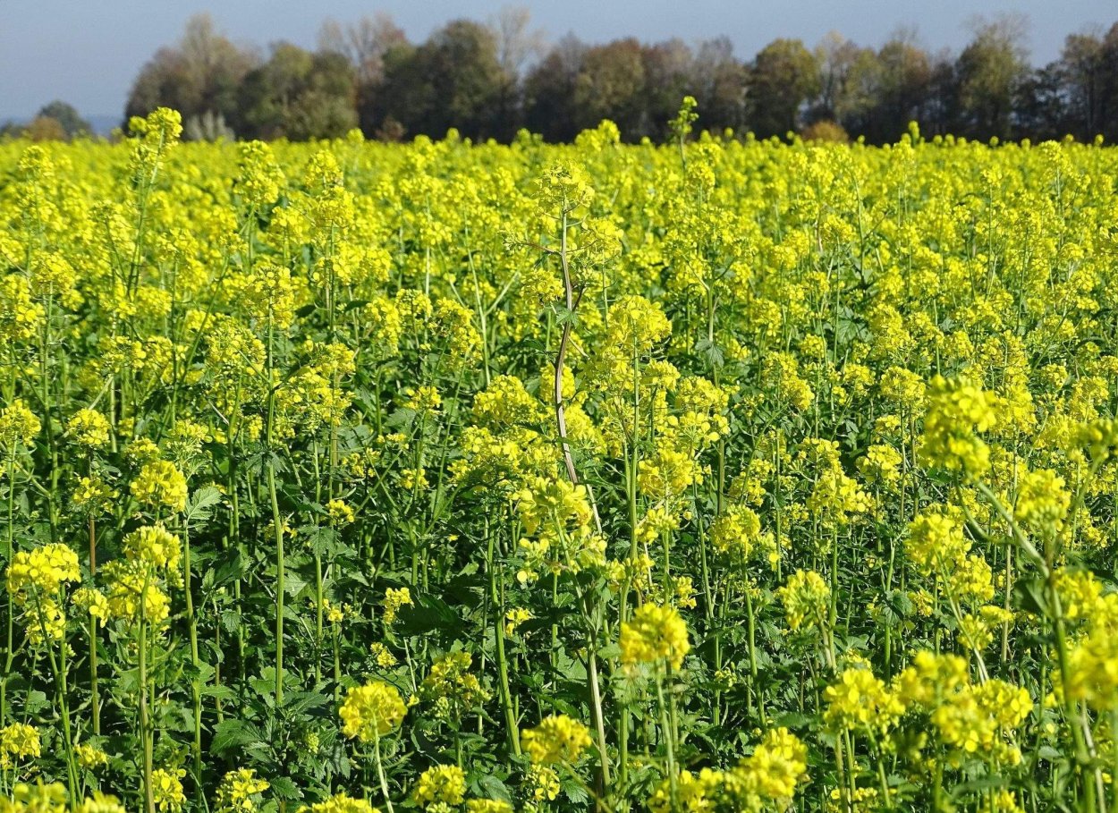 Сидерат горчица белая