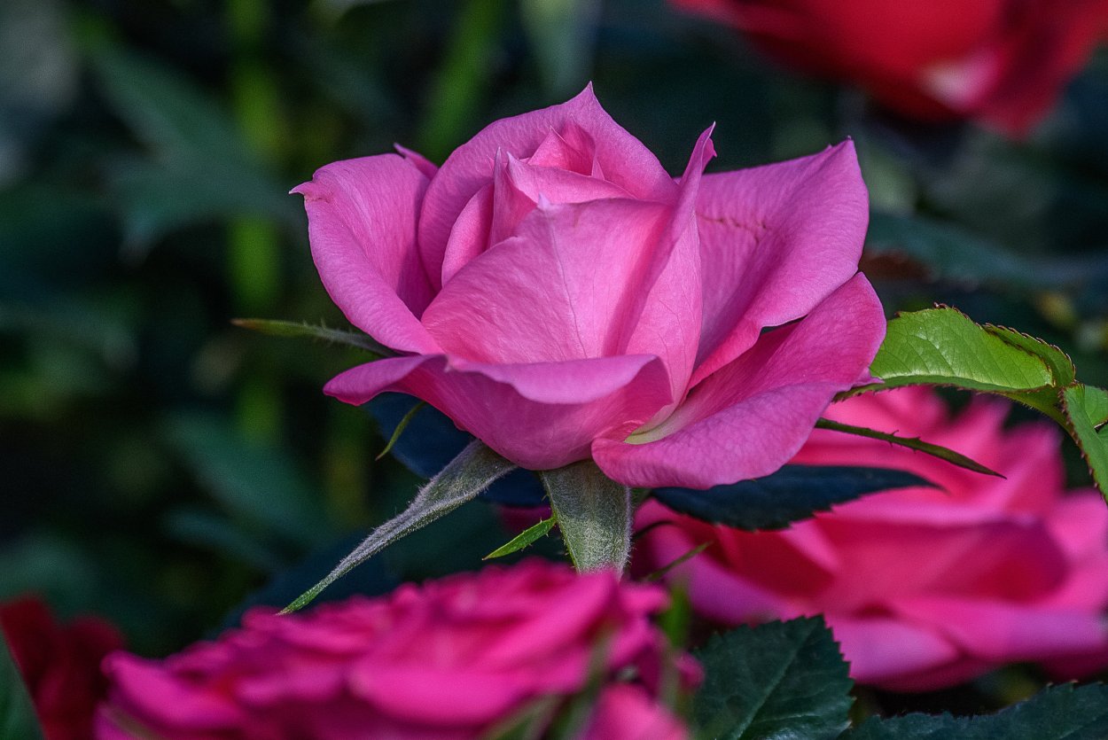 Розы картинки