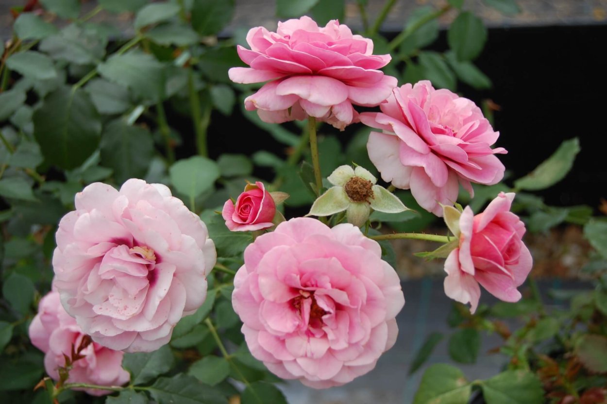 Persian Mystery роза