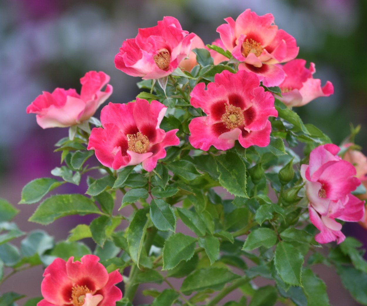 Роза Бэбилон Саншайн