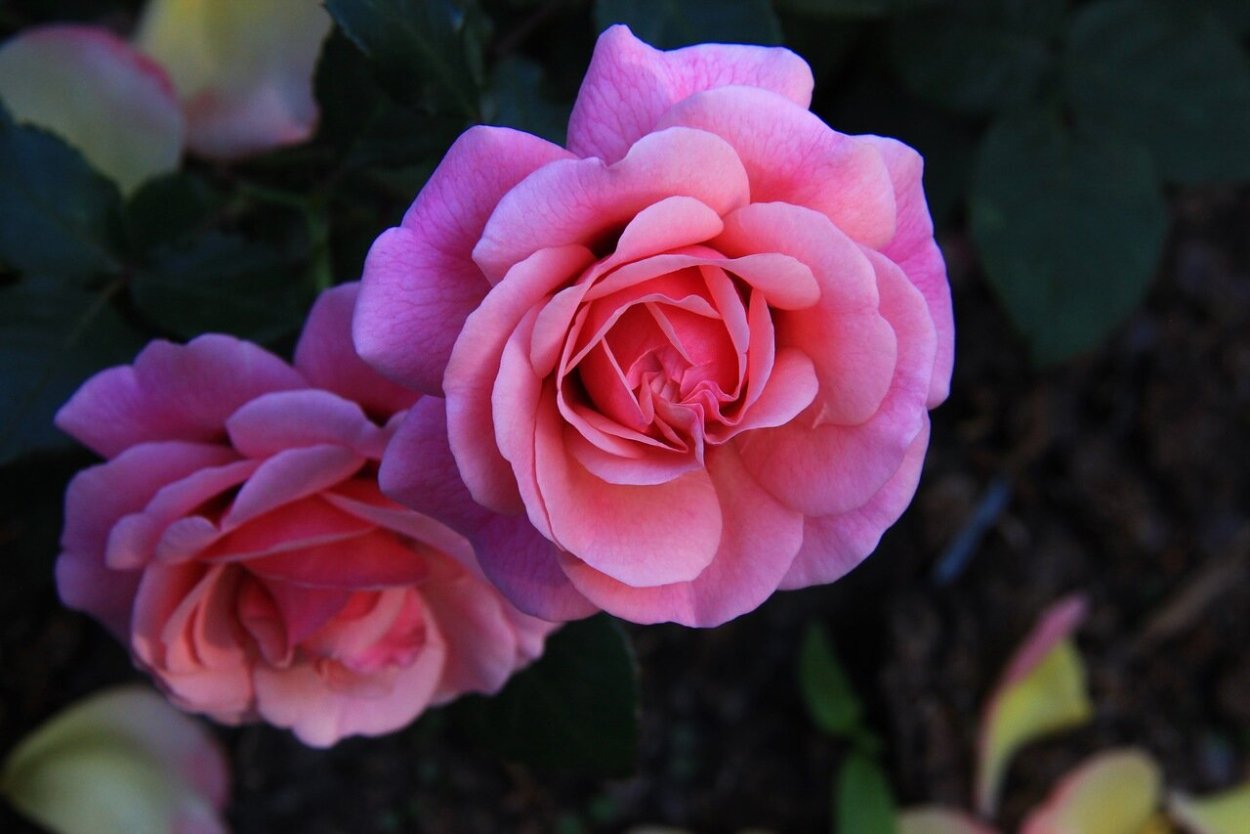 Роза Персиан Мистери