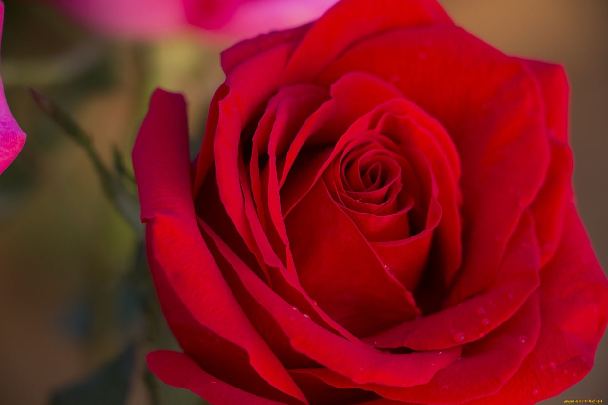 Гуллар олами фото