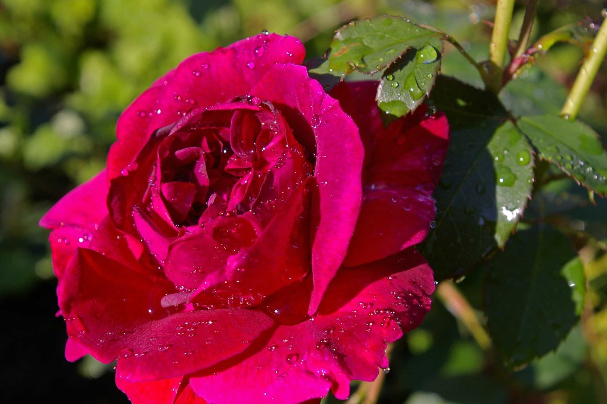 Ароматные розы красные