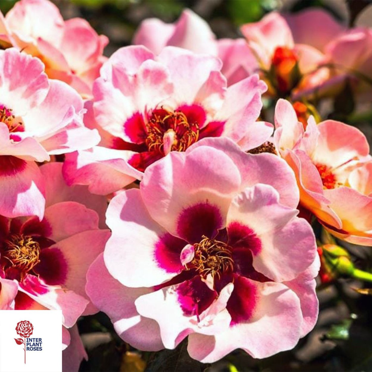 Роза Свит Бэбилон айз