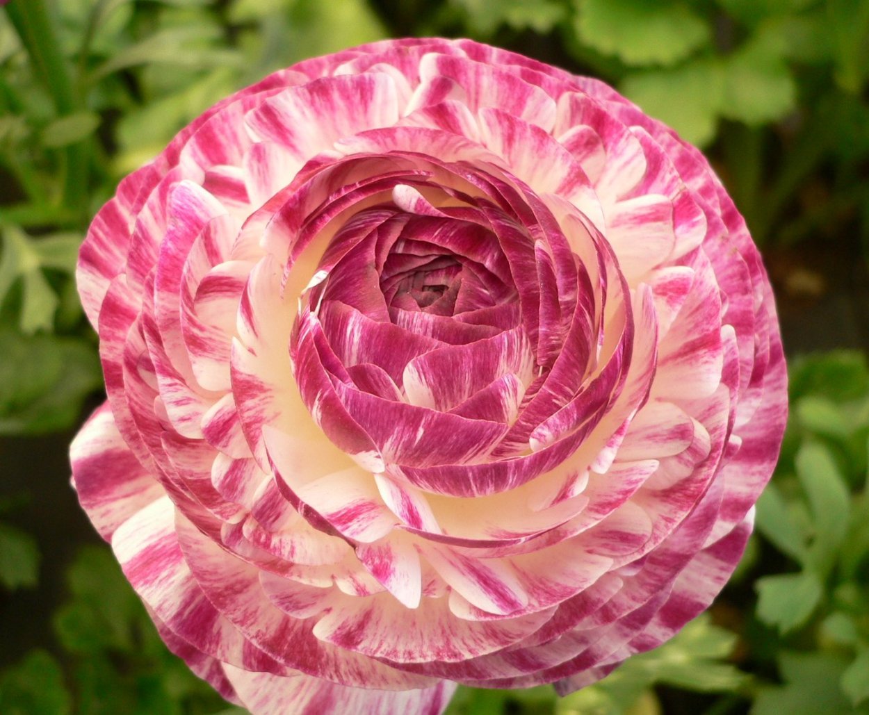 Персидский Лютик