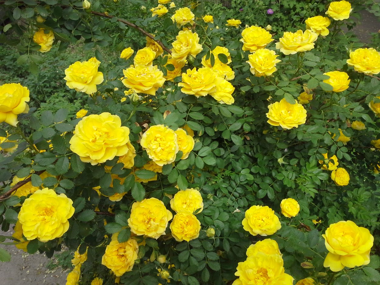 Роза плетистая Йеллоу