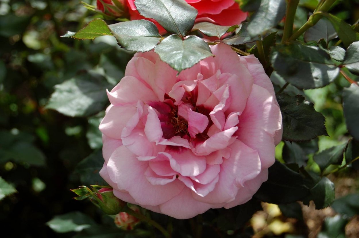 Персиан Мистери Persian Mystery роза