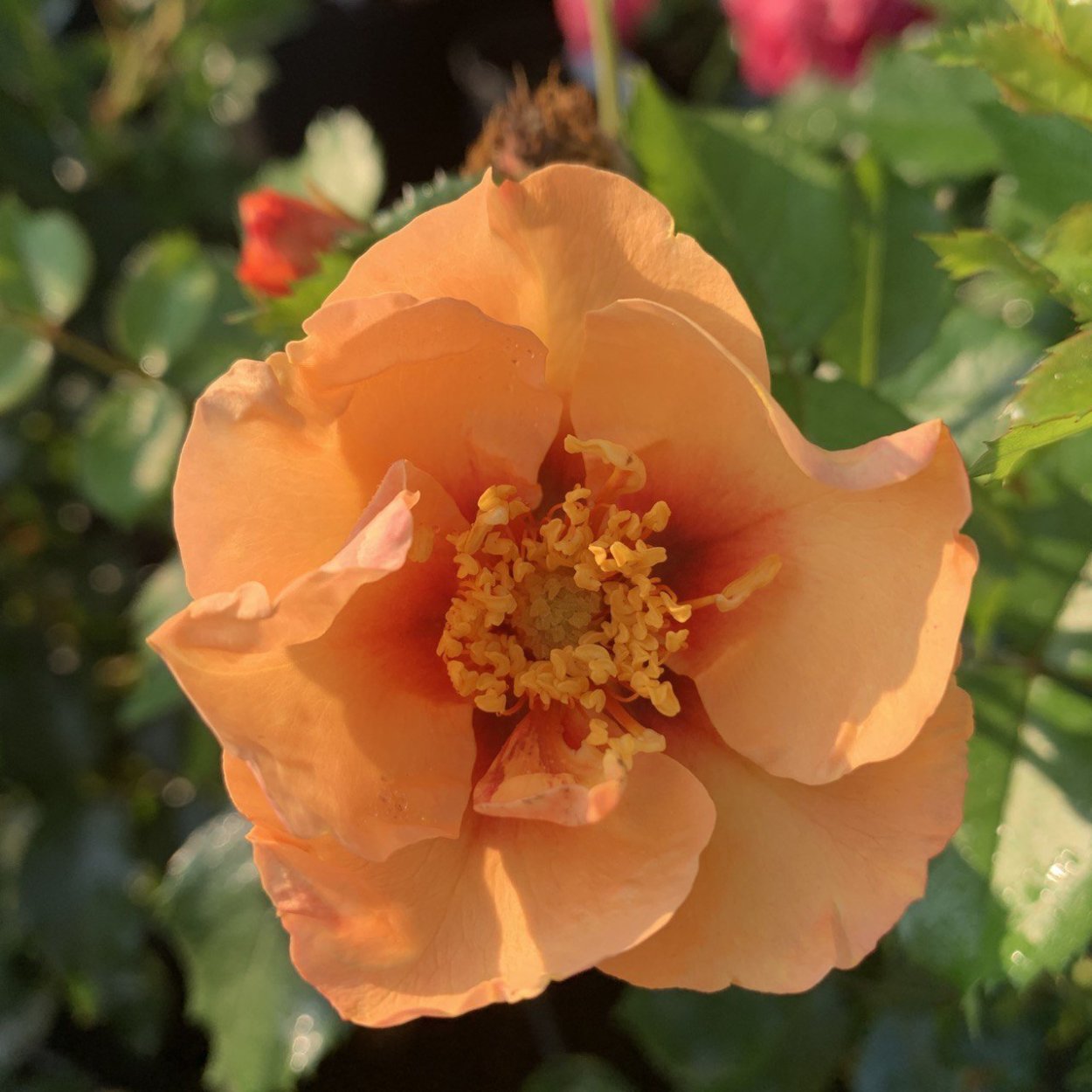 Persian Sunset роза