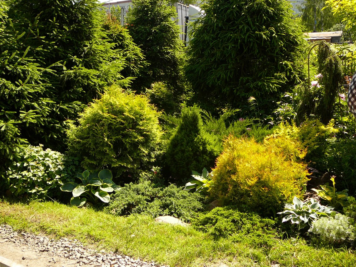 Тенелюбивые кипарисы