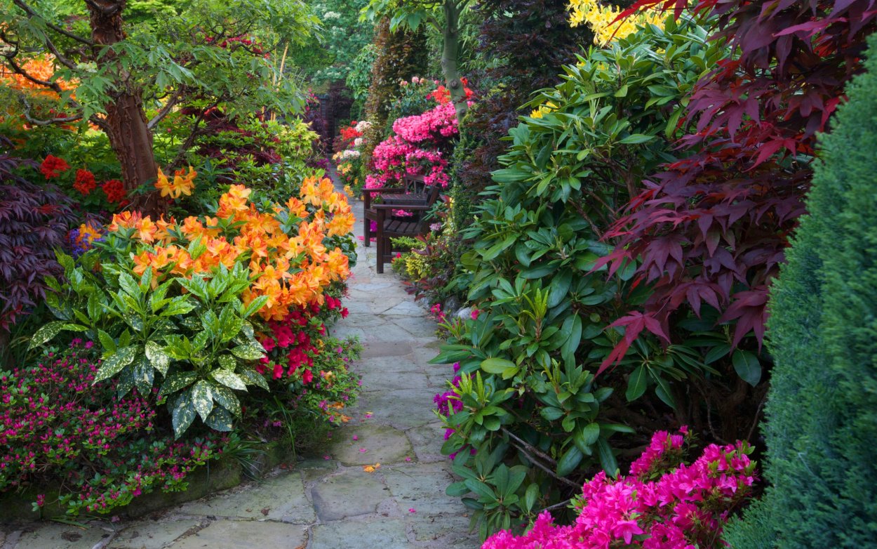 Рододендрон в миксбордере