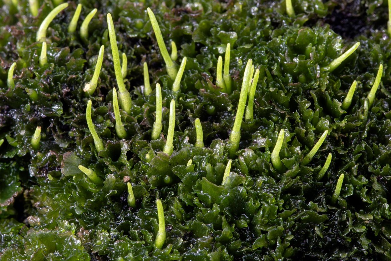 Нототилас мох