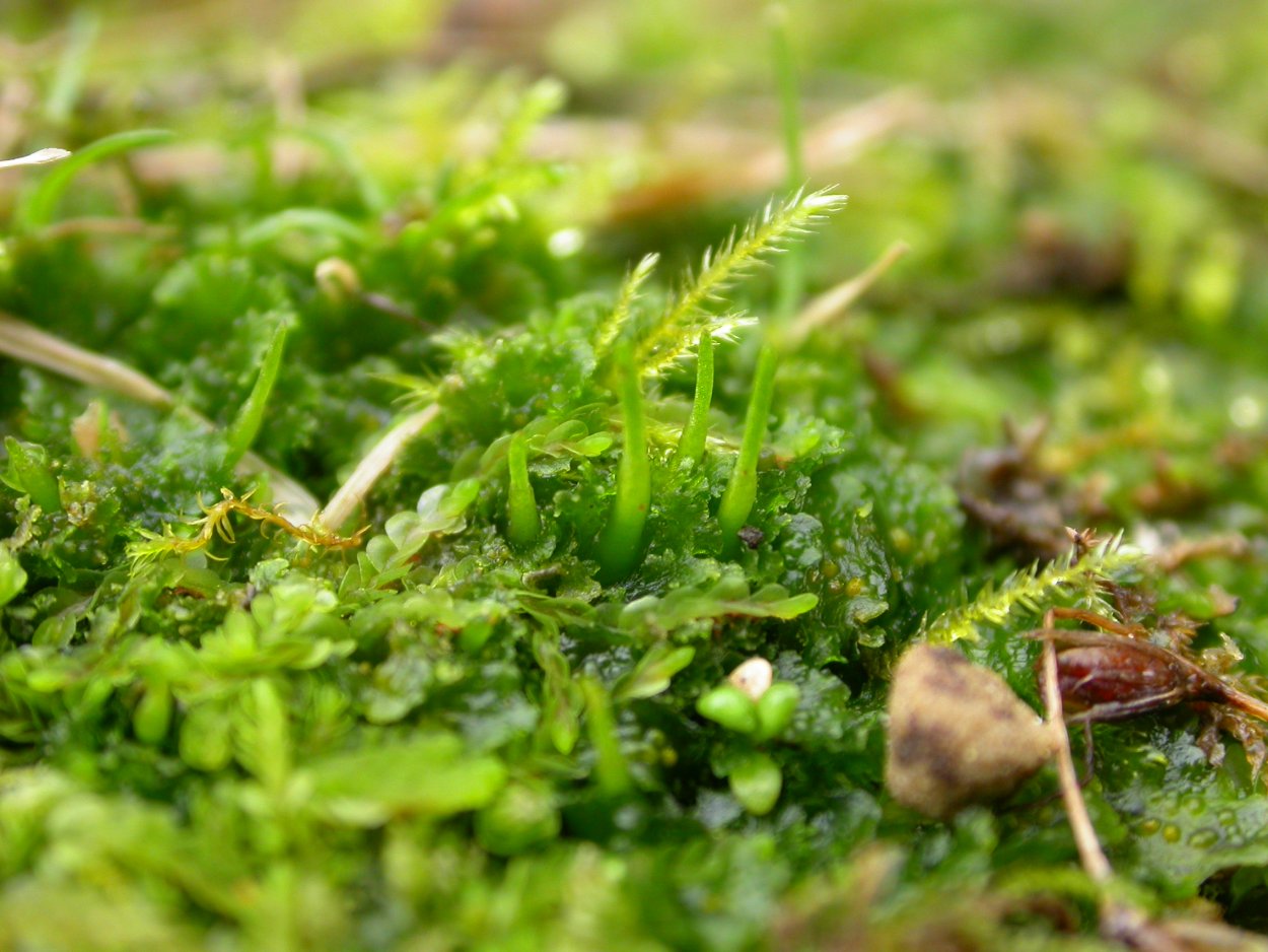 Антоцерос гладкий мох