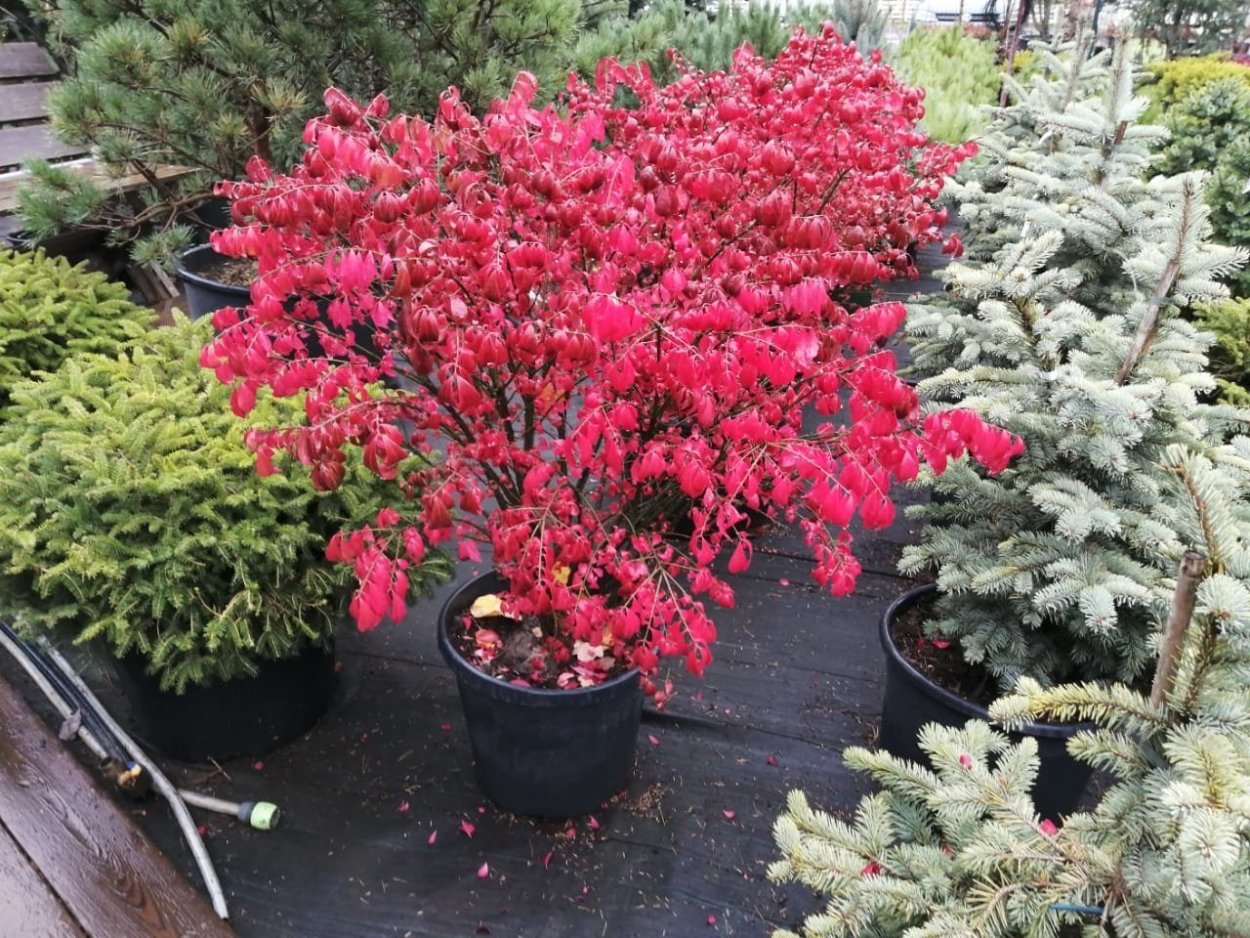 Бересклет крылатый ред Каскад